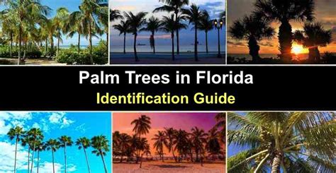 Florida Types Of Palm Trees Shop Outlets | library.ecosystem.build