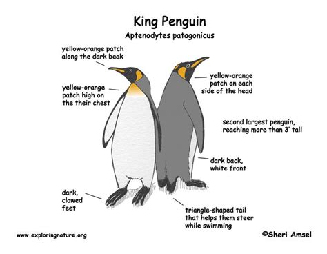 http://www.exploringnature.org/graphics/birds/penguin_king_diagram.jpg ...