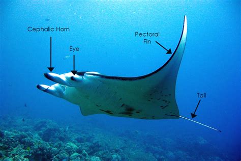 The Anatomy of Manta Rays - Manta Ray Advocates Hawaii