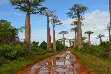 Avenue of the Baobabs | Zabavnik