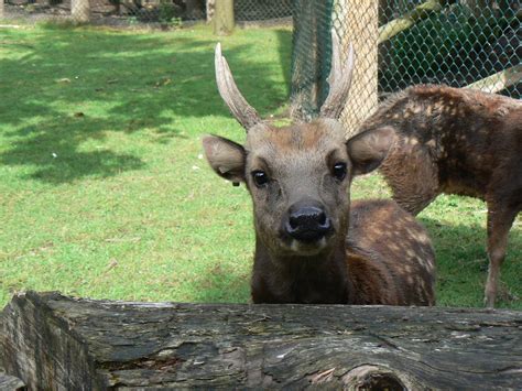 Philippine Spotted Deer - ZooChat