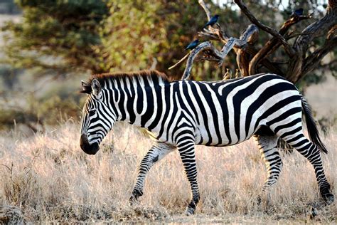 The most beautiful animal of the jungle is the zebra 24214618 Stock ...