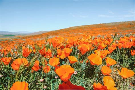 Where to See California Poppies in Full Bloom (2024 Guide)