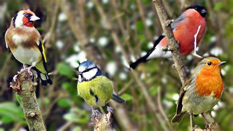 The Birds are Chirping in The Hedge - Goldfinch, Bullfinch, Robin ...