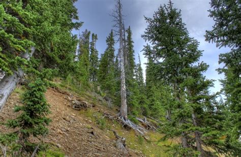 Tall pine trees at rocky mountains national park colorado Free stock ...