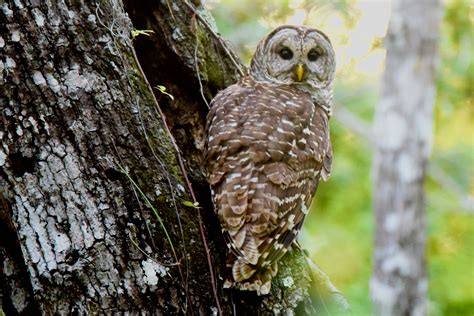 Barred Owl