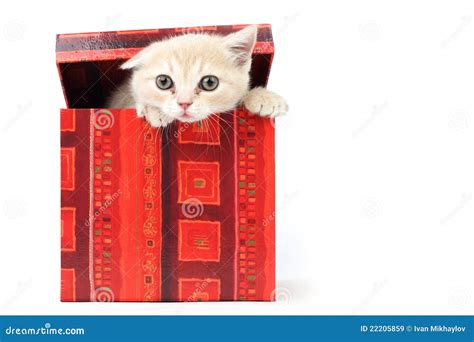 Cat in gift box stock image. Image of household, cute - 22205859