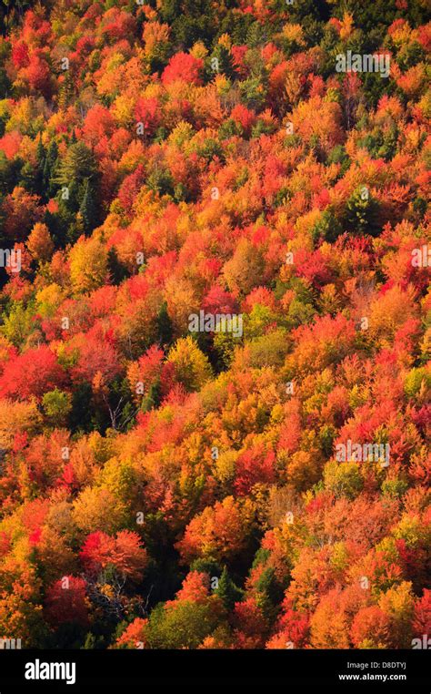 Aerial view of fall foliage, Stowe, Vermont, USA Stock Photo - Alamy