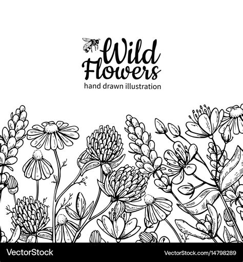 Wild flowers drawing set isolated meadow Vector Image