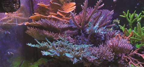 Optimizing Coral Growth and Color | TFH Magazine