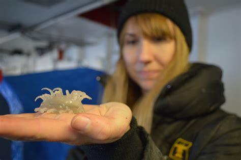 Biodiversity at the bottom of the Arctic Ocean | Canadian Geographic