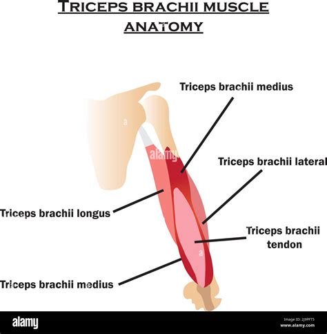 Long head of triceps brachii Stock Vector Images - Alamy