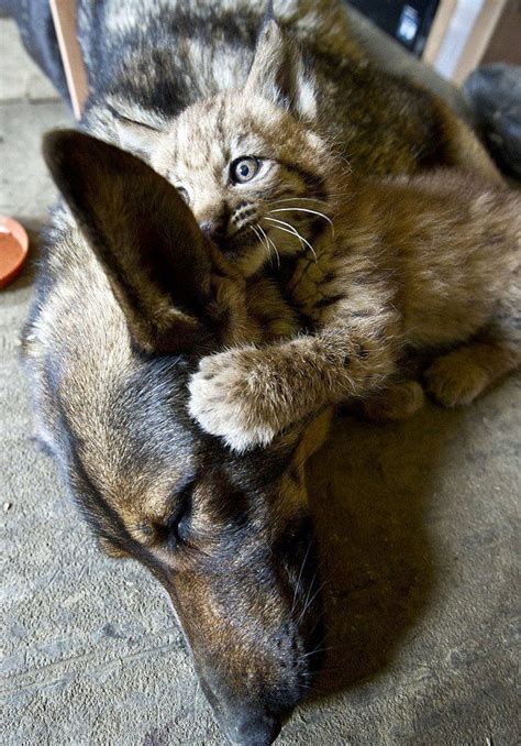 Dog Adopts Three Lynx Cubs (7 pics) - Izismile.com