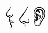 Ear Throat Nose Coloring Sheets sketch template
