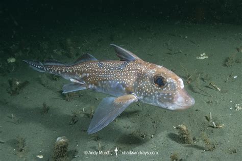 Spotted Ratfish - Hydrolagus colliei