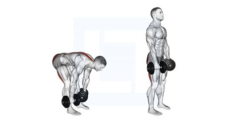 Dumbbell Straight Leg Deadlift - Guide, Benefits, and Form