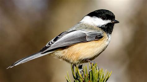 Types Of Chickadees: Identification, Types, And Facts