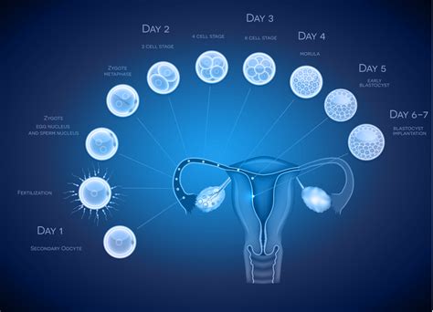 Cost of IVF Blastocyst Culture in Indore - Low Cost Treatment