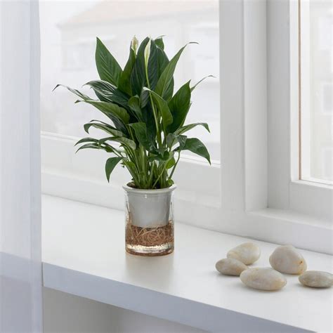 Plants - Home Decoration & Improvement - IKEA