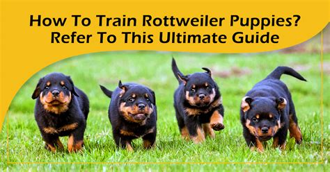 How To Train Rottweiler Puppies? Refer To This Ultimate Guide - Vom Hause Stan