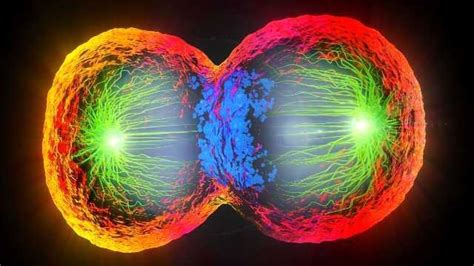 A Dynamic Protein Atlas of Human Cell Division | Technology Networks