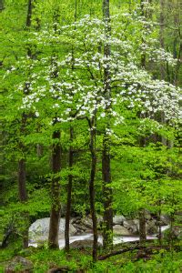 Virginia State Tree – Flowering Dogwood