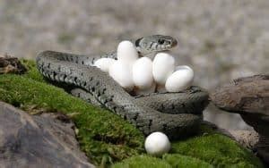 Snake Eggs Vs Lizard Eggs (Everything You Need To Know)