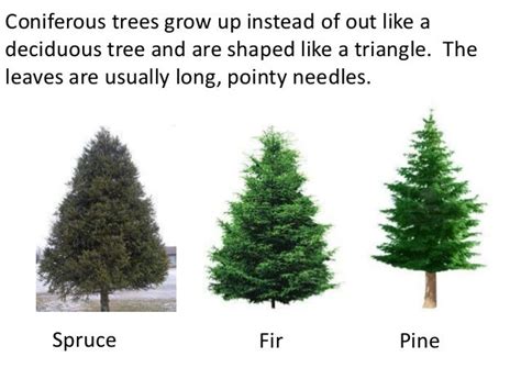 Coniferous Forest Facts For Kids | Kids Matttroy