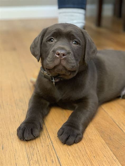 8 week old chocolate lab puppy | Labrador puppy training, Labrador ...