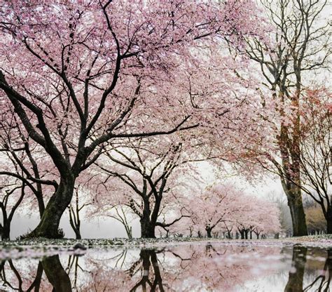 Kyoto Cherry Blossom in Japan - 1Adventure Traveler February 29, 2020