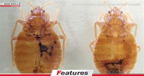 South Korea's bedbug outbreak raises fears in Japan | NHK WORLD-JAPAN News