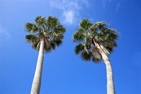 Are Palm Trees Native to Florida? - WorldAtlas.com