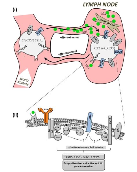 Figure S21. A schematic overview of CD20 cell-surface regulation in the... | Download Scientific ...