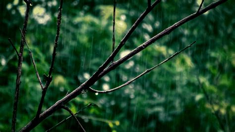 How is All This RAIN Affecting Your TREES? - Lotus Gardenscapes