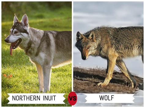 11 Dogs That Look Like Wolves | PetHelpful