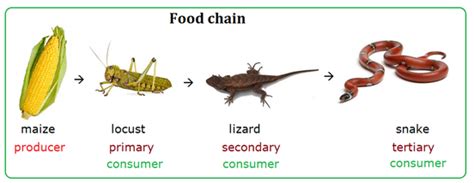 Food chain - Biology Notes for IGCSE 2014