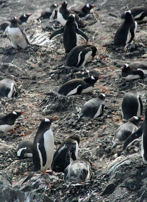 Nesting Penguins, Gentoo Penguin Rookery Stock Image - Image of arctic ...