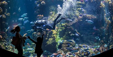 California Academy Of Sciences Exhibits Steinhart Aquarium - Aquarium Views