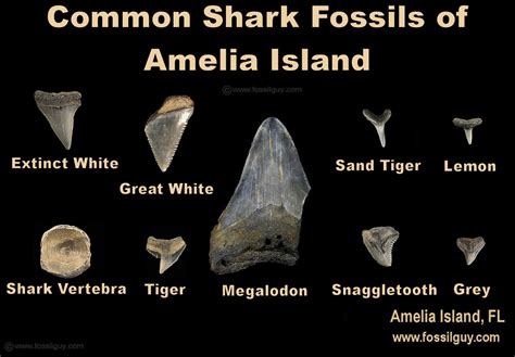 Florida Fossil Shark Teeth Identification Guide: The Fossil, 44% OFF