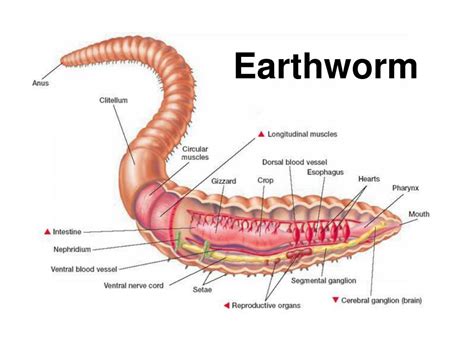 Earthworm Diagram Class 10