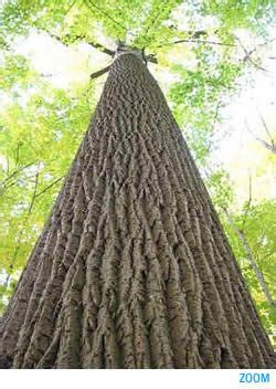 eastern hemlock tree bark - Adelaida Sumner