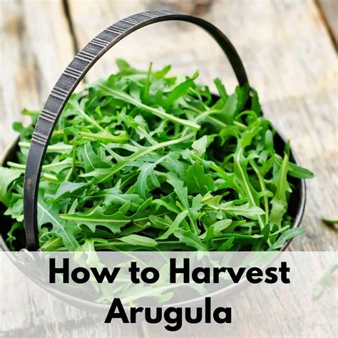 How and When to Harvest Arugula (must-know tip to keep your arugula ...