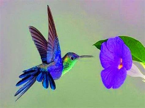 Cute Hummingbird Desktop Wallpapers - Top Free Cute Hummingbird Desktop Backgrounds ...