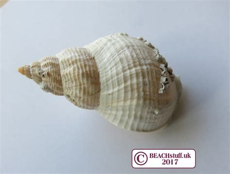 Identifying shells