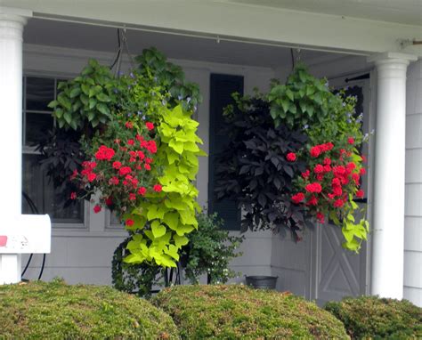 Unique hanging basket planting plan. Striking | Hanging plants outdoor ...