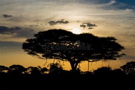 Acacia Tree in Africa Savannah Sunset Silhouette Stock Image - Image of bright, park: 115791565