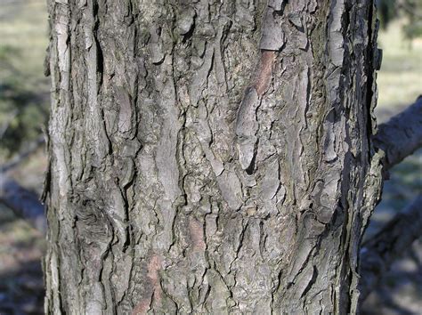 Native Trees of Indiana River Walk