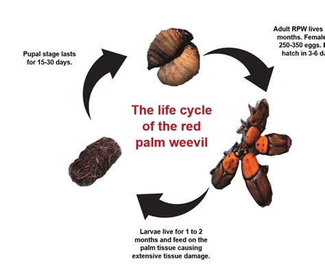 Schematic representation of palm weevil life cycle. | Download ...