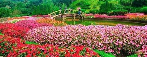 Ooty Rose Garden