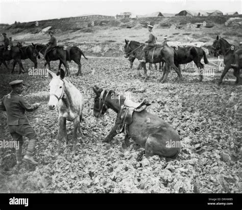 World War One Horses Stock Photos & World War One Horses Stock Images - Alamy